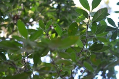 Psychotria erythrocarpa