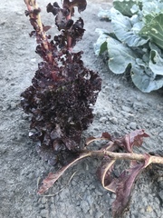 Lactuca sativa longifolia