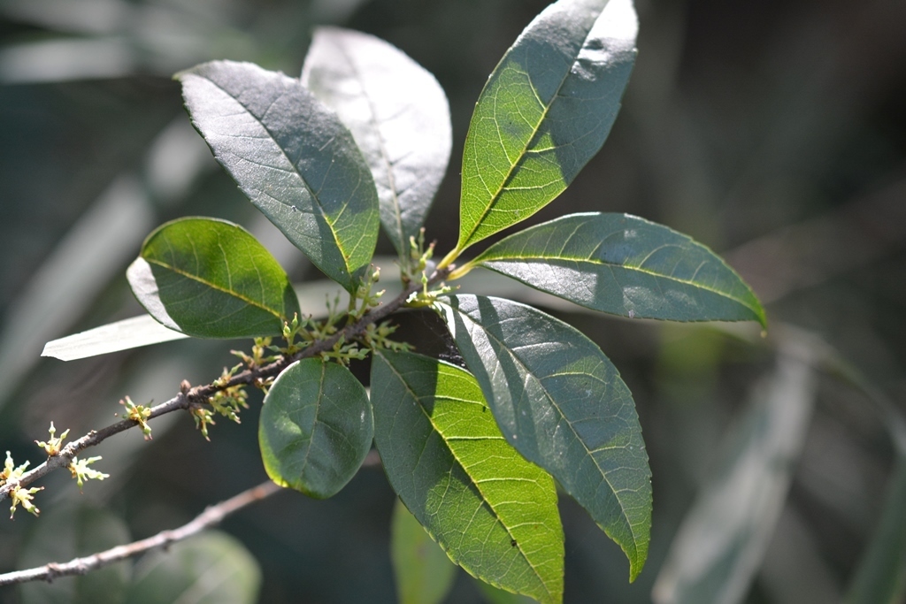 Caca ravet (Forestiera rhamnifolia)