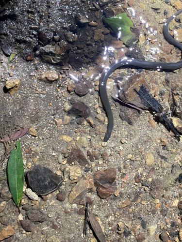 Anderson's Mountain Keelback