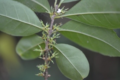 Forestiera rhamnifolia