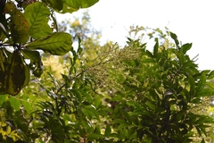 Matayba oppositifolia