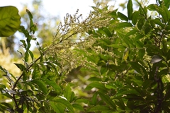 Matayba oppositifolia