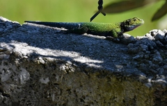 Sceloporus taeniocnemis