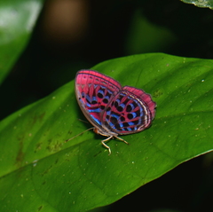 Paralaxita damajanti