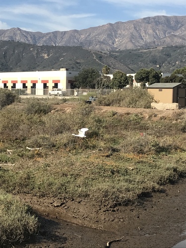 iNaturalist observation photo of Snowy Egret