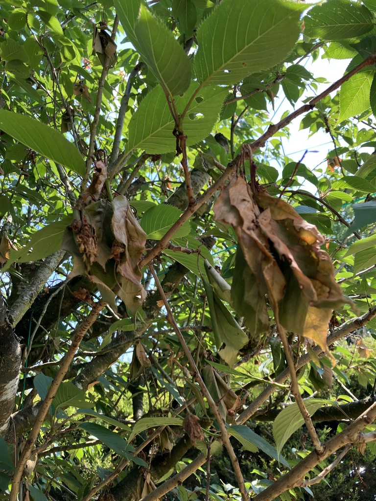 Cherry Leaf-scorch