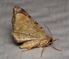 Macaria minorata