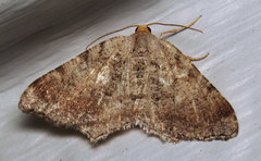 Macaria minorata