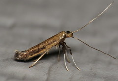Caloptilia hypericella