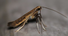 Caloptilia hypericella