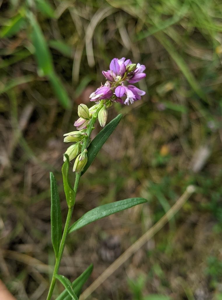 Polygala
