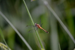 Erythrodiplax avittata