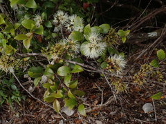 Metrosideros albiflora