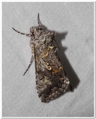 Syngrapha octoscripta