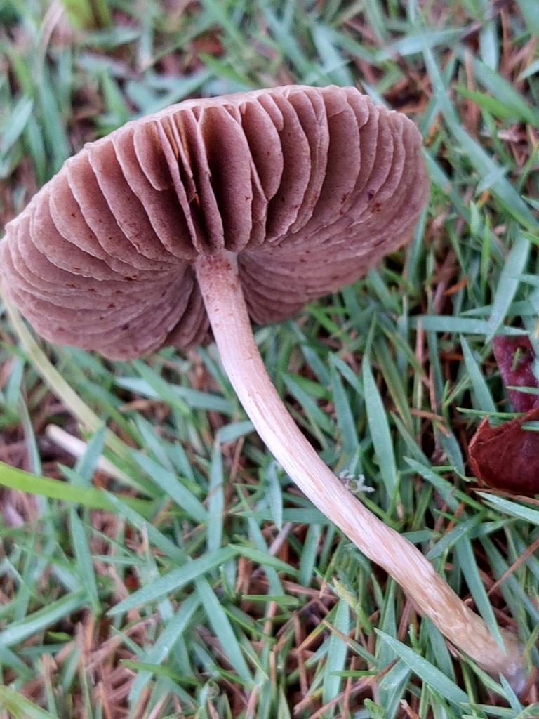 Panaeolus foenisecii · June 2023 · photo: © francisperez28 (iNaturalist, cc-by)