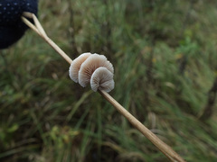 Crepidotus epibryus