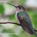 Wedge-tailed Sabrewing - Photo (c) angel_castillo_birdingtours, some rights reserved (CC BY-NC), uploaded by angel_castillo_birdingtours