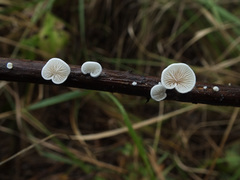 Crepidotus epibryus