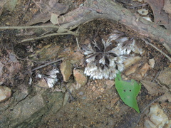 Thelephora penicillata