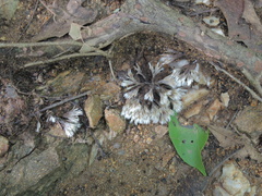 Thelephora penicillata