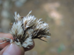 Thelephora penicillata