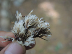 Thelephora penicillata