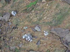 Thelephora penicillata