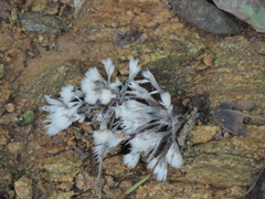 Thelephora penicillata