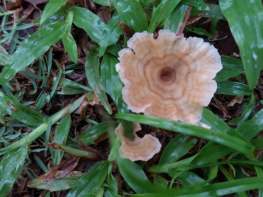Cotylidia aurantiaca · June 2023 · photo: © francisperez28 (iNaturalist, cc-by)