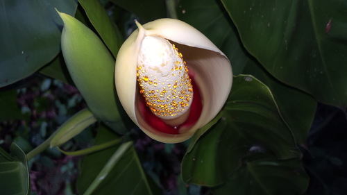 Heartleaf philodendron (Philodendron hederaceum)