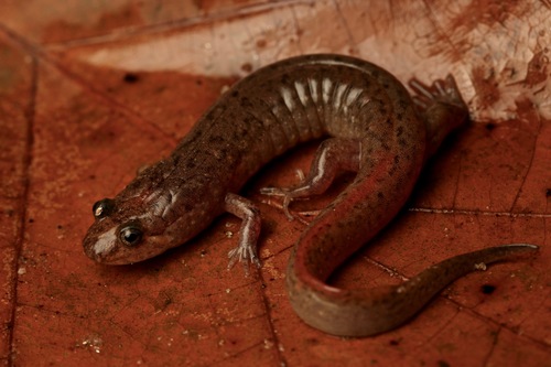 Talladega Seal Salamander