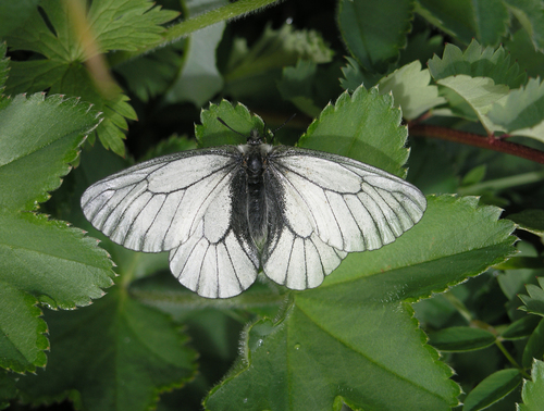 Stubbendorf's Apollo