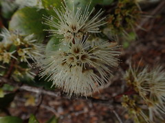 Metrosideros albiflora