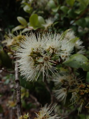 Metrosideros albiflora