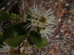 Metrosideros albiflora