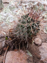 Coryphantha clavata stipitata