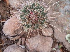 Coryphantha clavata stipitata