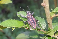 Naupactus rivulosus