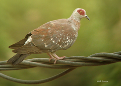 Columba guinea