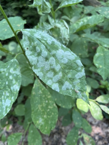 Podosphaera prunicola U.Braun