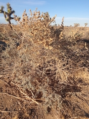Atriplex canescens