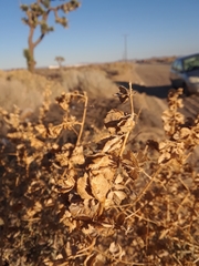 Atriplex canescens