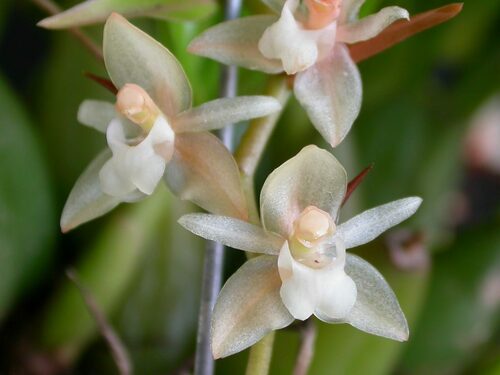 Chinese Rattlesnake Orchid
