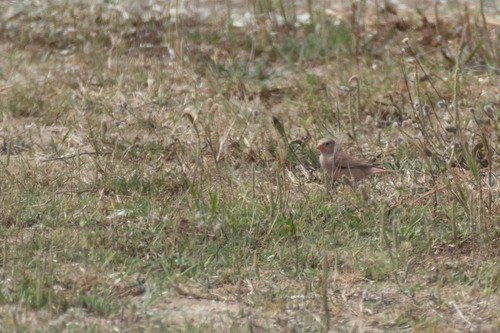 Trumpeter Finch, 13460 Saintes-Maries-de-la-Mer, France, photo 9 of 10