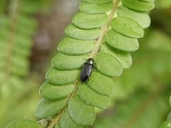 Maoraxia eremita