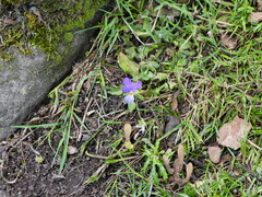 Viola tricolor tricolor