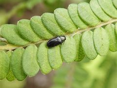 Maoraxia eremita