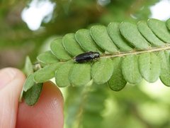 Maoraxia eremita