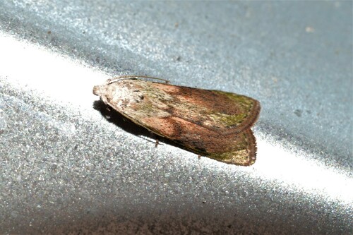 Aphomia sociella